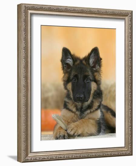 Domestic Dog, German Shepherd Alsatian Juvenile. 5 Months Old, with Rawhide Bone-Petra Wegner-Framed Photographic Print