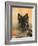 Domestic Dog, German Shepherd Alsatian Juvenile. 5 Months Old, with Rawhide Bone-Petra Wegner-Framed Photographic Print