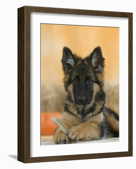 Domestic Dog, German Shepherd Alsatian Juvenile. 5 Months Old, with Rawhide Bone-Petra Wegner-Framed Photographic Print