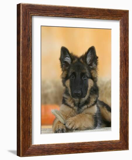 Domestic Dog, German Shepherd Alsatian Juvenile. 5 Months Old, with Rawhide Bone-Petra Wegner-Framed Photographic Print