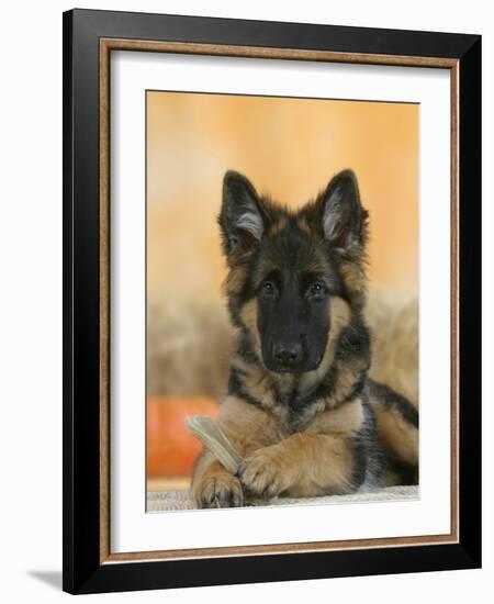 Domestic Dog, German Shepherd Alsatian Juvenile. 5 Months Old, with Rawhide Bone-Petra Wegner-Framed Photographic Print