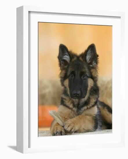 Domestic Dog, German Shepherd Alsatian Juvenile. 5 Months Old, with Rawhide Bone-Petra Wegner-Framed Photographic Print