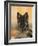 Domestic Dog, German Shepherd Alsatian Juvenile. 5 Months Old, with Rawhide Bone-Petra Wegner-Framed Photographic Print