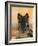 Domestic Dog, German Shepherd Alsatian Juvenile. 5 Months Old, with Rawhide Bone-Petra Wegner-Framed Photographic Print