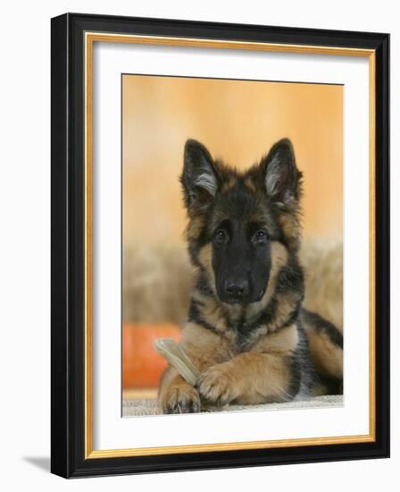 Domestic Dog, German Shepherd Alsatian Juvenile. 5 Months Old, with Rawhide Bone-Petra Wegner-Framed Photographic Print