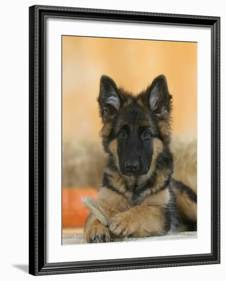 Domestic Dog, German Shepherd Alsatian Juvenile. 5 Months Old, with Rawhide Bone-Petra Wegner-Framed Photographic Print