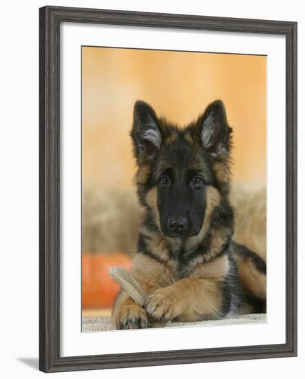 Domestic Dog, German Shepherd Alsatian Juvenile. 5 Months Old, with Rawhide Bone-Petra Wegner-Framed Photographic Print