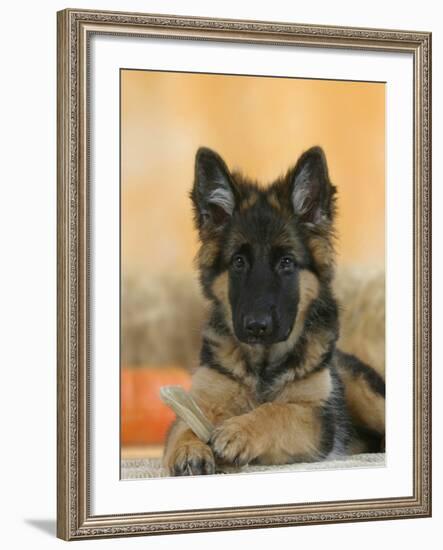 Domestic Dog, German Shepherd Alsatian Juvenile. 5 Months Old, with Rawhide Bone-Petra Wegner-Framed Photographic Print