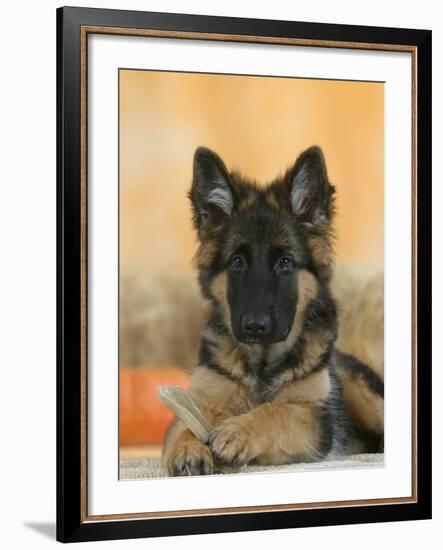 Domestic Dog, German Shepherd Alsatian Juvenile. 5 Months Old, with Rawhide Bone-Petra Wegner-Framed Photographic Print