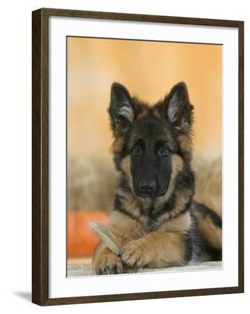Domestic Dog German Shepherd Alsatian Juvenile. 5 Months Old