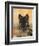 Domestic Dog, German Shepherd Alsatian Juvenile. 5 Months Old, with Rawhide Bone-Petra Wegner-Framed Photographic Print