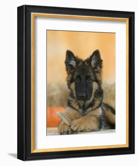 Domestic Dog, German Shepherd Alsatian Juvenile. 5 Months Old, with Rawhide Bone-Petra Wegner-Framed Photographic Print