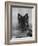 Domestic Dog, German Shepherd Alsatian Juvenile. 5 Months Old, with Rawhide Bone-Petra Wegner-Framed Photographic Print