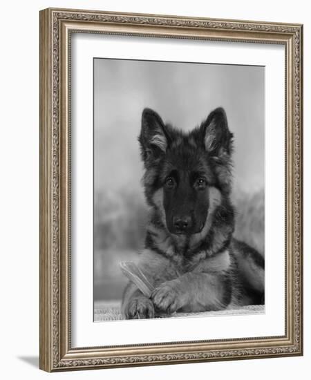 Domestic Dog, German Shepherd Alsatian Juvenile. 5 Months Old, with Rawhide Bone-Petra Wegner-Framed Photographic Print