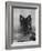 Domestic Dog, German Shepherd Alsatian Juvenile. 5 Months Old, with Rawhide Bone-Petra Wegner-Framed Photographic Print