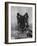 Domestic Dog, German Shepherd Alsatian Juvenile. 5 Months Old, with Rawhide Bone-Petra Wegner-Framed Photographic Print