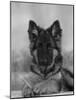 Domestic Dog, German Shepherd Alsatian Juvenile. 5 Months Old, with Rawhide Bone-Petra Wegner-Mounted Photographic Print