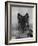 Domestic Dog, German Shepherd Alsatian Juvenile. 5 Months Old, with Rawhide Bone-Petra Wegner-Framed Photographic Print