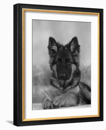 Domestic Dog, German Shepherd Alsatian Juvenile. 5 Months Old, with Rawhide Bone-Petra Wegner-Framed Photographic Print