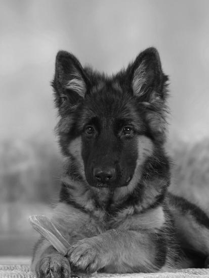 Domestic Dog German Shepherd Alsatian Juvenile 5 Months Old