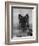 Domestic Dog, German Shepherd Alsatian Juvenile. 5 Months Old, with Rawhide Bone-Petra Wegner-Framed Photographic Print