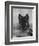 Domestic Dog, German Shepherd Alsatian Juvenile. 5 Months Old, with Rawhide Bone-Petra Wegner-Framed Photographic Print