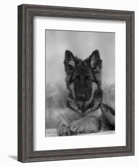 Domestic Dog, German Shepherd Alsatian Juvenile. 5 Months Old, with Rawhide Bone-Petra Wegner-Framed Photographic Print