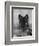 Domestic Dog, German Shepherd Alsatian Juvenile. 5 Months Old, with Rawhide Bone-Petra Wegner-Framed Photographic Print