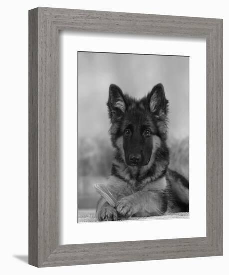 Domestic Dog, German Shepherd Alsatian Juvenile. 5 Months Old, with Rawhide Bone-Petra Wegner-Framed Photographic Print