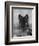 Domestic Dog, German Shepherd Alsatian Juvenile. 5 Months Old, with Rawhide Bone-Petra Wegner-Framed Photographic Print