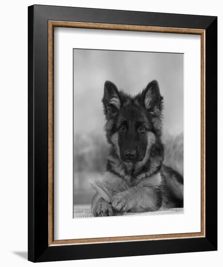 Domestic Dog, German Shepherd Alsatian Juvenile. 5 Months Old, with Rawhide Bone-Petra Wegner-Framed Photographic Print