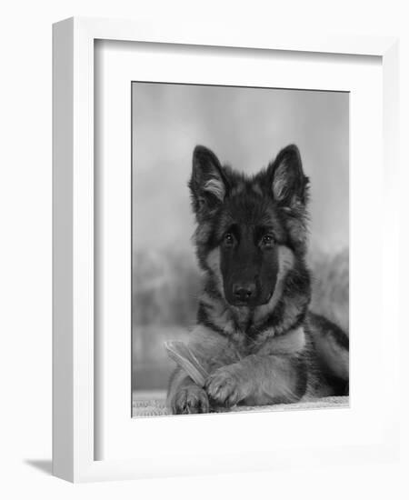 Domestic Dog, German Shepherd Alsatian Juvenile. 5 Months Old, with Rawhide Bone-Petra Wegner-Framed Photographic Print