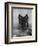 Domestic Dog, German Shepherd Alsatian Juvenile. 5 Months Old, with Rawhide Bone-Petra Wegner-Framed Photographic Print