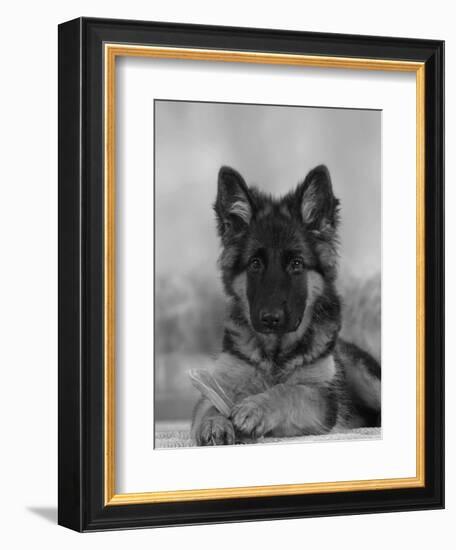 Domestic Dog, German Shepherd Alsatian Juvenile. 5 Months Old, with Rawhide Bone-Petra Wegner-Framed Photographic Print