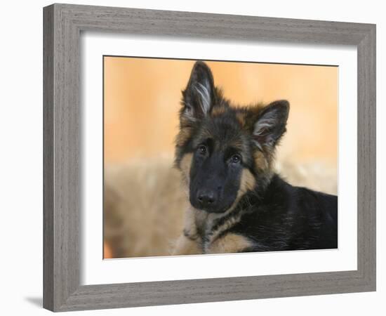 Domestic Dog, German Shepherd Alsatian Juvenile. 5 Months Old-Petra Wegner-Framed Photographic Print