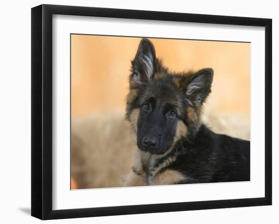 Domestic Dog, German Shepherd Alsatian Juvenile. 5 Months Old-Petra Wegner-Framed Photographic Print