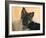 Domestic Dog, German Shepherd Alsatian Juvenile. 5 Months Old-Petra Wegner-Framed Photographic Print