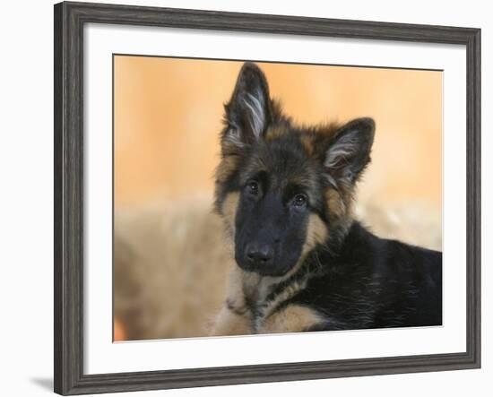 Domestic Dog, German Shepherd Alsatian Juvenile. 5 Months Old-Petra Wegner-Framed Photographic Print