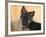 Domestic Dog, German Shepherd Alsatian Juvenile. 5 Months Old-Petra Wegner-Framed Photographic Print