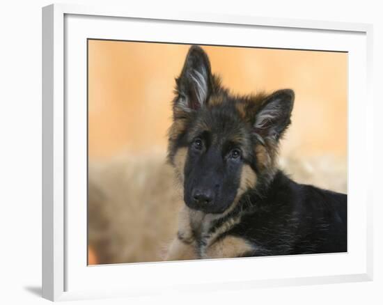 Domestic Dog, German Shepherd Alsatian Juvenile. 5 Months Old-Petra Wegner-Framed Photographic Print