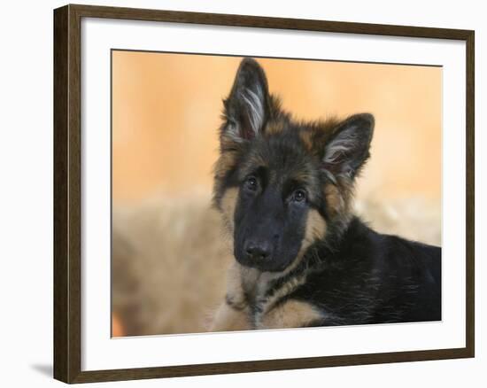 Domestic Dog, German Shepherd Alsatian Juvenile. 5 Months Old-Petra Wegner-Framed Photographic Print