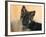 Domestic Dog, German Shepherd Alsatian Juvenile. 5 Months Old-Petra Wegner-Framed Photographic Print