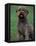 Domestic Dog -Lagotta Romagnolo Sitting Portrait-Adriano Bacchella-Framed Premier Image Canvas