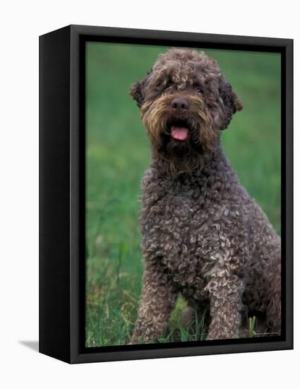 Domestic Dog -Lagotta Romagnolo Sitting Portrait-Adriano Bacchella-Framed Premier Image Canvas