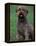 Domestic Dog -Lagotta Romagnolo Sitting Portrait-Adriano Bacchella-Framed Premier Image Canvas