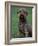Domestic Dog -Lagotta Romagnolo Sitting Portrait-Adriano Bacchella-Framed Photographic Print
