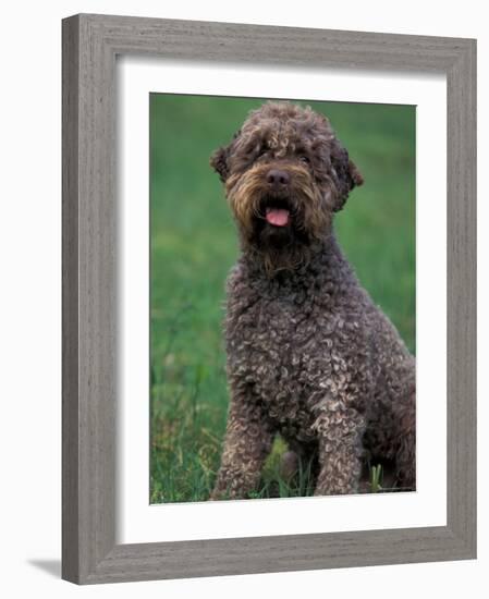 Domestic Dog -Lagotta Romagnolo Sitting Portrait-Adriano Bacchella-Framed Photographic Print