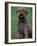 Domestic Dog -Lagotta Romagnolo Sitting Portrait-Adriano Bacchella-Framed Photographic Print