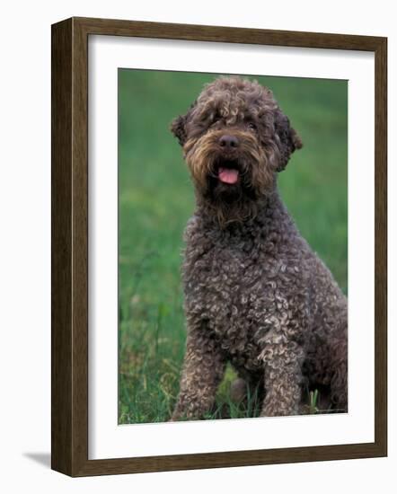 Domestic Dog -Lagotta Romagnolo Sitting Portrait-Adriano Bacchella-Framed Photographic Print