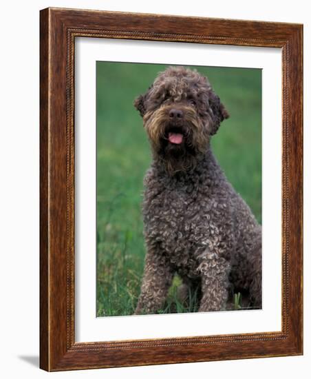 Domestic Dog -Lagotta Romagnolo Sitting Portrait-Adriano Bacchella-Framed Photographic Print